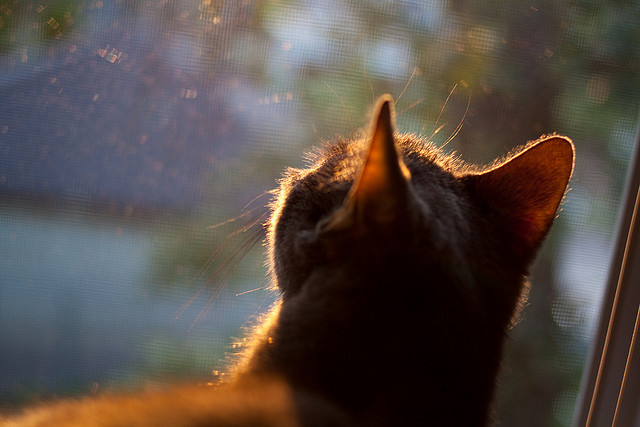 《【未来展望】虚拟偶像与真人主播联手，为电竞添彩》，虚拟偶像 虚拟主播